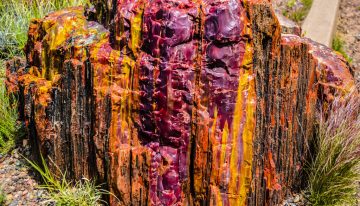 Cuando este bosque murió el resultado no fue polvo: 225 millones de años después explotó en uno de los lienzos más espectaculares de la Tierra
