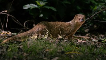 Puerto Rico introdujo mangostas para combatir las ratas en los campos de azúcar. 150 años después, son el principal foco de rabia en la isla