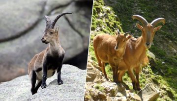 El arruí africano y la cabra montés llevan 50 años compartiendo montaña en España: la ciencia duda de que el arruí sea «invasor»