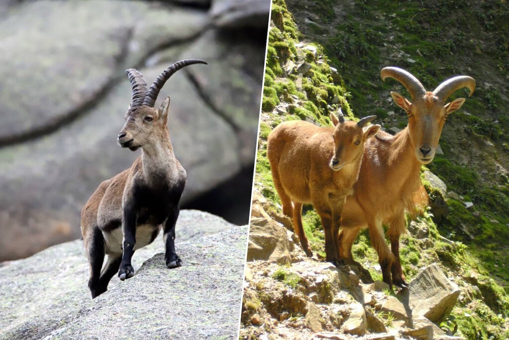 El arruí africano y la cabra montés llevan 50 años compartiendo montaña en España: la ciencia duda de que el arruí sea "invasor" 