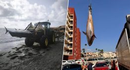 Qué demonios está pasando en las playas de Torrevieja, Orihuela y Pilar de la Horadada para que estén apareciendo varados atunes de 300 kilos