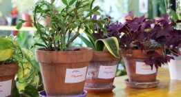 En Madrid ya hay guarderías de plantas para cuidártelas mientras te vas de vacaciones, y están totalmente saturadas