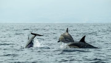 Hace 50 millones de años, las ballenas abandonaron la tierra firme. Ahora sabemos por qué la evolución les ha impedido volver