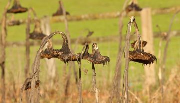 Un agricultor confió en los consejos de la IA para cuidar su cosecha. El resultado: 10 hectáreas arrasadas en una noche