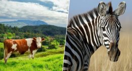 Científicos pintaron vacas negras con rayas blancas para ahuyentar plagas. Resulta que el patrón de la cebra es un repelente natural