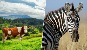 Científicos pintaron vacas negras con rayas blancas para ahuyentar plagas. Resulta que el patrón de la cebra es un repelente natural