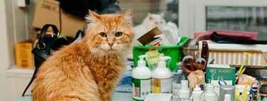 Las aseguradoras y el capital riesgo han descubierto cuál es el auténtico negocio en la España de 2026: tu perro y gato
