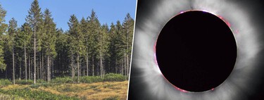 Unos científicos lo petaron con un estudio que decía que los árboles predicen los eclipses: ahora les han tirado su análisis por tierra