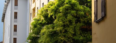 Las ciudades españolas están llenas de un árbol que lo ensucia todo de flores y frutos. Tienen una razón para estar ahí