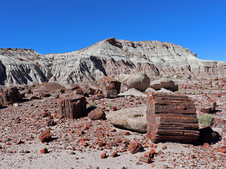 Jasper Forest At Petrified Forest Np In Az 12