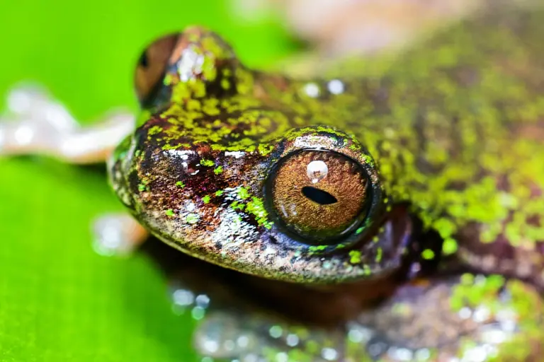 Hallazgo en Costa Rica: Identifican una nueva especie de rana que habita en cafetales