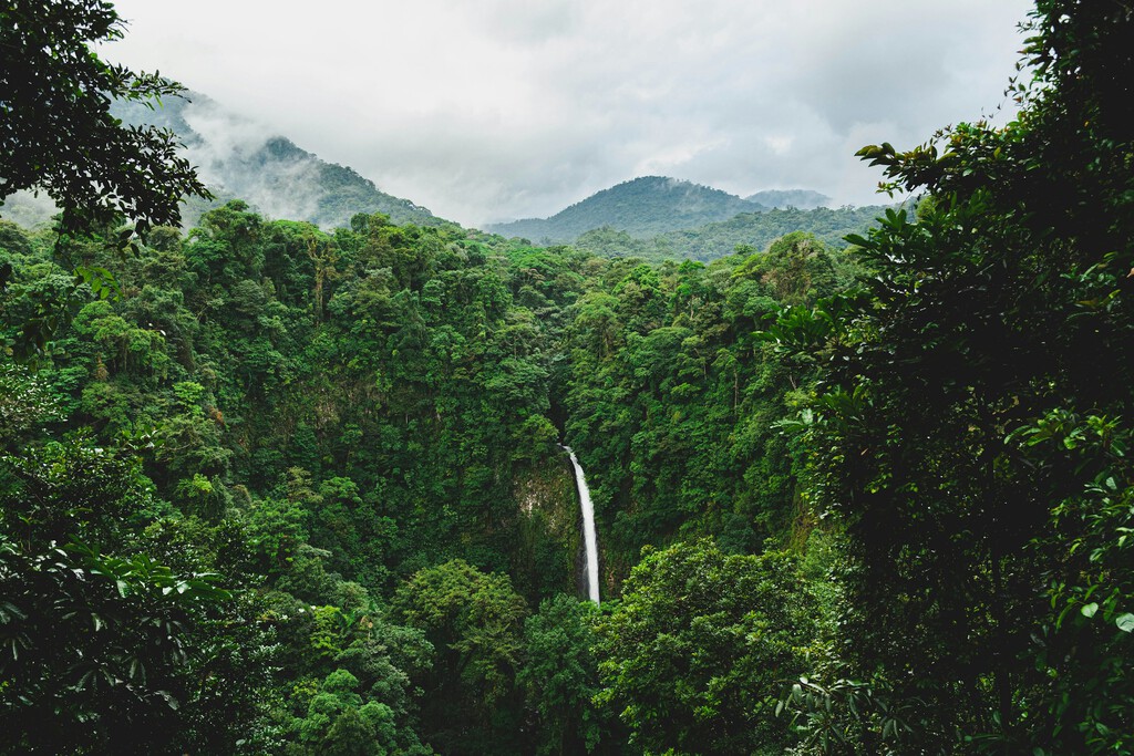 En 1987, Costa Rica había perdido la mitad de su bosque. Hoy es el ejemplo mundial en revertir la deforestación 
