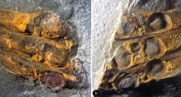 Una flor adelantada a su tiempo: hallan en China un fósil de 295 millones de años que sitúa a los frutos antes que los dinosaurios