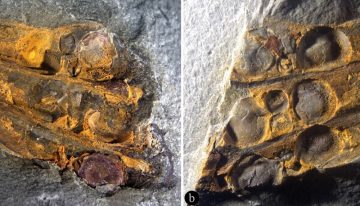 Una flor adelantada a su tiempo: hallan en China un fósil de 295 millones de años que sitúa a los frutos antes que los dinosaurios
