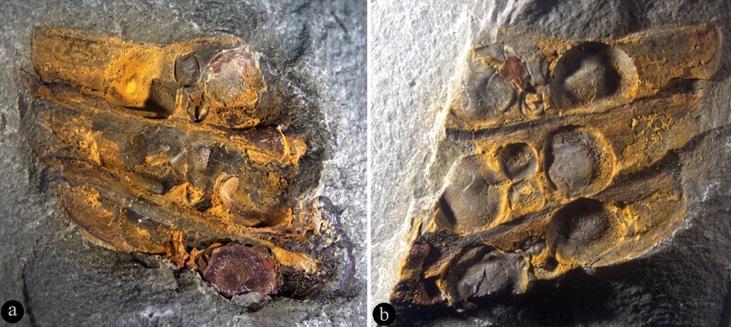 Una flor adelantada a su tiempo: hallan en China un fósil de 295 millones de años que sitúa a los frutos antes que los dinosaurios 