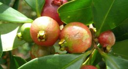 Lo plantaron en 1825 como alimento: 200 años después, se ha convertido en un árbol invasor que se combate con drones e insectos