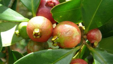 Lo plantaron en 1825 como alimento: 200 años después, se ha convertido en un árbol invasor que se combate con drones e insectos