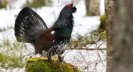 Tras gastar cientos de miles de euros, Francia se rinde con el urogallo. El problema para España es que no puede permitirse hacer lo mismo