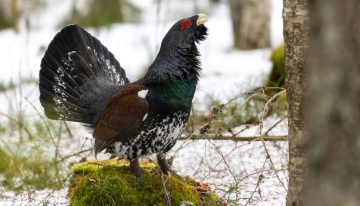 Tras gastar cientos de miles de euros, Francia se rinde con el urogallo. El problema para España es que no puede permitirse hacer lo mismo