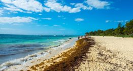 México tiene tantísimas algas en sus playas que ha tenido una idea: convertir el sargazo en sandalias y cosméticos