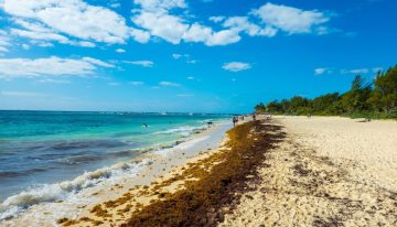 México tiene tantísimas algas en sus playas que ha tenido una idea: convertir el sargazo en sandalias y cosméticos