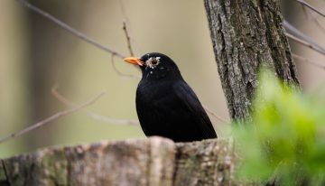 Qué tiene el canto de los pájaros para relajarnos tanto: la ciencia acaba de descifrar la «fórmula acústica» exacta