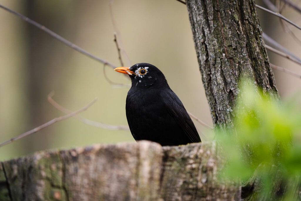 Qué tiene el canto de los pájaros para relajarnos tanto: la ciencia acaba de descifrar la "fórmula acústica" exacta 