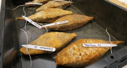 “Un pequeño milagro”: un tesoro hallado en el Danubio contiene metales de 2.000 años para armar a todo un ejército