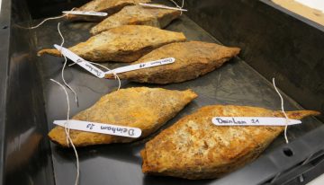 “Un pequeño milagro”: un tesoro hallado en el Danubio contiene metales de 2.000 años para armar a todo un ejército