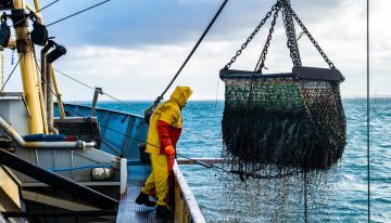 Cada vez es más difícil encontrar pulpo en Galicia, pero a la gran industria pesquera en realidad le importa bien poco: pesca a miles de kilómetros