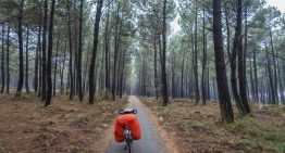 En 1857, Francia plantó un millón de hectáreas de pinos para acabar con las fiebres. Hoy son un problema imposible de gestionar