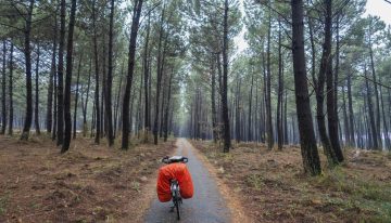 En 1857, Francia plantó un millón de hectáreas de pinos para acabar con las fiebres. Hoy son un problema imposible de gestionar