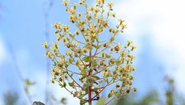 Darwin murió sin poder demostrarlo. 150 años después, la ciencia acaba de darle la razón con una planta carnívora