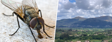 "Estamos ante una tormenta perfecta": por qué hay pueblos de Galicia peleando con una invasión masiva de moscas