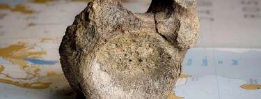 Hace 70 millones de años la Antártida era verde. Y lo hemos descubierto gracias a un viejo fósil guardado en un cajón