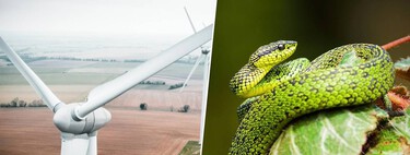Cada año millones de pájaros mueren por culpa de los aerogeneradores. La solución: pintarlos como serpientes venenosas