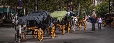 El mercado negro de los carros de caballos en Sevilla: la Policía ha descubierto que casi ninguno está dado de alta