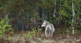 Lo mejor que le puede pasar a un arándano es que se lo coma un lobo