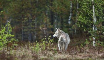 Lo mejor que le puede pasar a un arándano es que se lo coma un lobo