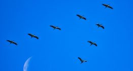 Hubo un tiempo en el que creímos que las aves migraban a la Luna, pero luego una flecha lanzada en África cayó en Alemania