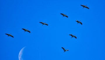 Hubo un tiempo en el que creímos que las aves migraban a la Luna, pero luego una flecha lanzada en África cayó en Alemania