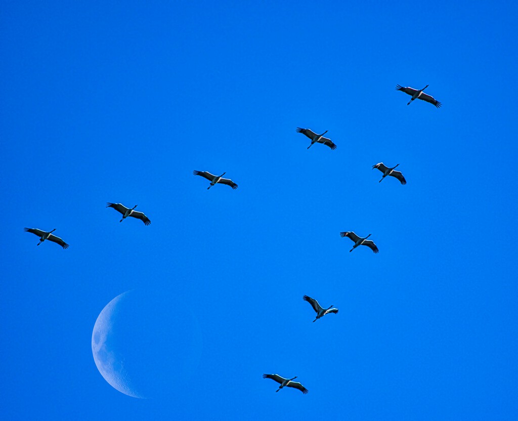 Hubo un tiempo en el que creímos que las aves migraban a la Luna, pero luego una flecha lanzada en África cayó en Alemania