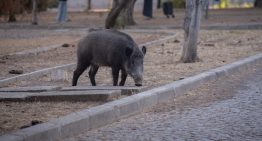 Un jabalí de 122 kilos tenía atemorizados a los vecinos de un pueblo gallego. Hicieron falta 23 cazadores