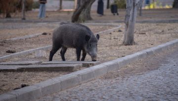 Un jabalí de 122 kilos tenía atemorizados a los vecinos de un pueblo gallego. Hicieron falta 23 cazadores