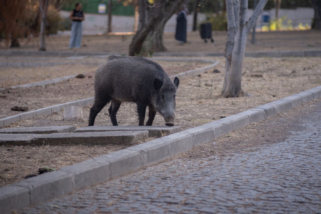 Un jabalí de 122 kilos tenía atemorizados a los vecinos de un pueblo gallego. Hicieron falta 23 cazadores 