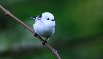 Esta pequeña ave es el shima enaga: el «hada de la nieve» japonesa que esconde una vida social fascinante