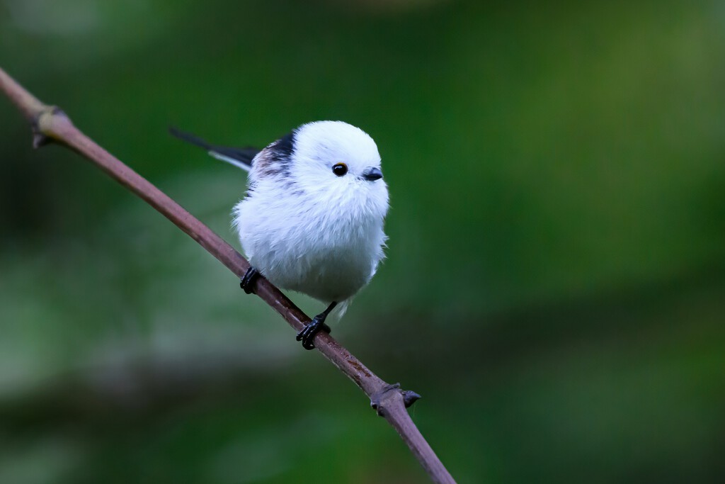 Esta pequeña ave es el shima enaga: el "hada de la nieve" japonesa que esconde una vida social fascinante