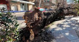 Zaragoza está arrancando árboles como si les tuviera alergia pero Europa acaba de nombrarla Capital Verde Europea