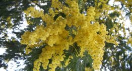 En 1824 este árbol llegó a España para decorar jardines, pero sus flores amarillas esconden al invasor perfecto tras los incendios