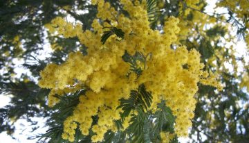 En 1824 este árbol llegó a España para decorar jardines, pero sus flores amarillas esconden al invasor perfecto tras los incendios